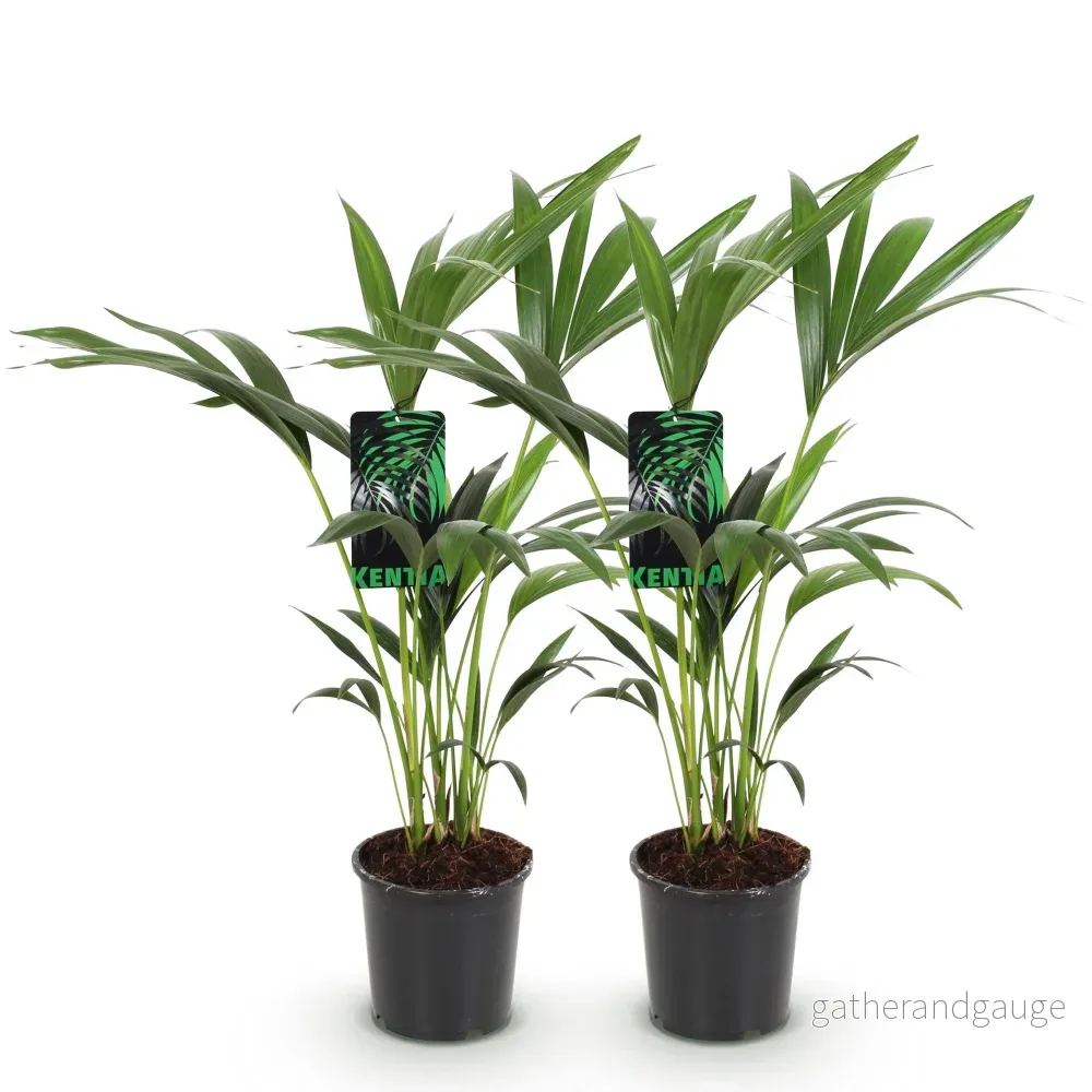 Kentiapalmie – Paket om 2 – Kruka 17 cm – Höjd 70 cm - Bild 3
