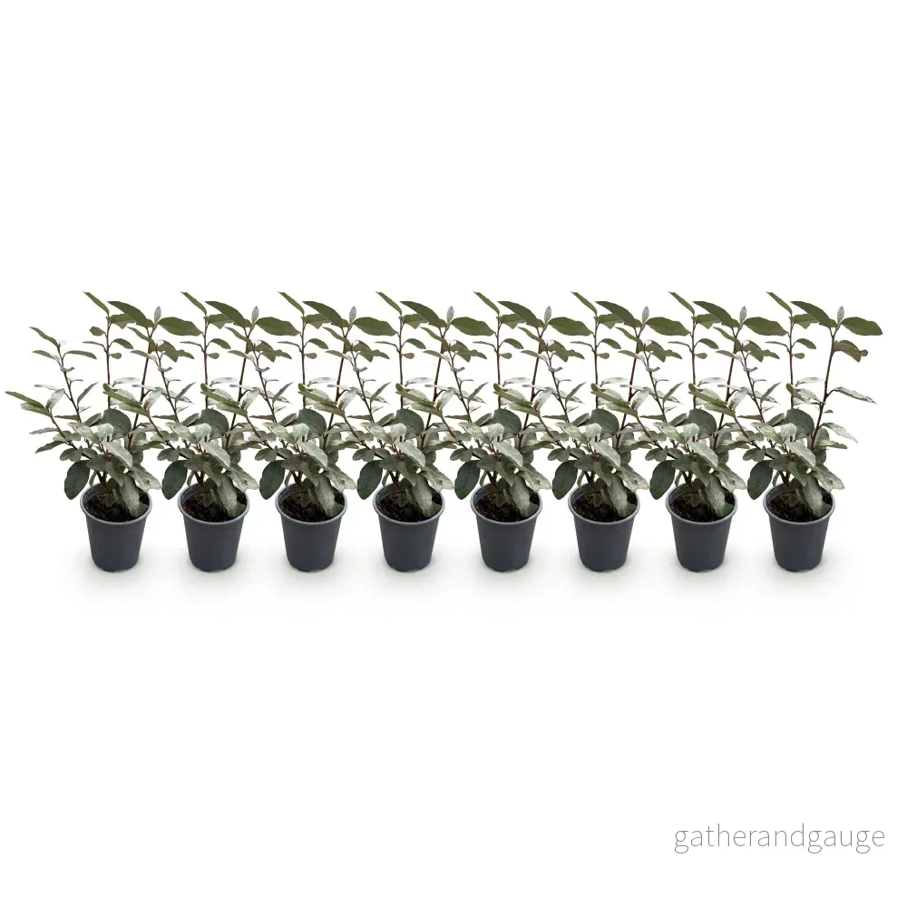 Chalef D'Ebbing (Elaeagnus x Ebbingei) 'Compacta' - Bild 3
