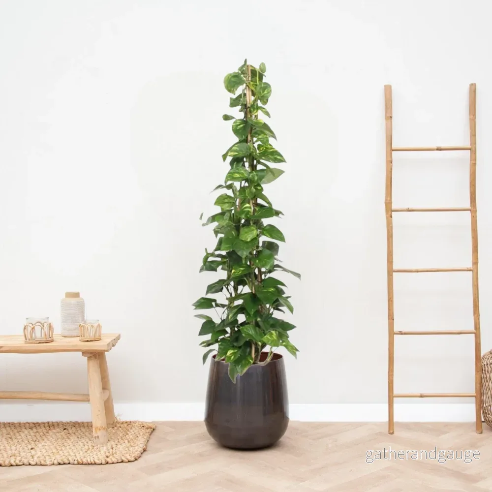 Epipremnum Aureum pothos - Bild 2