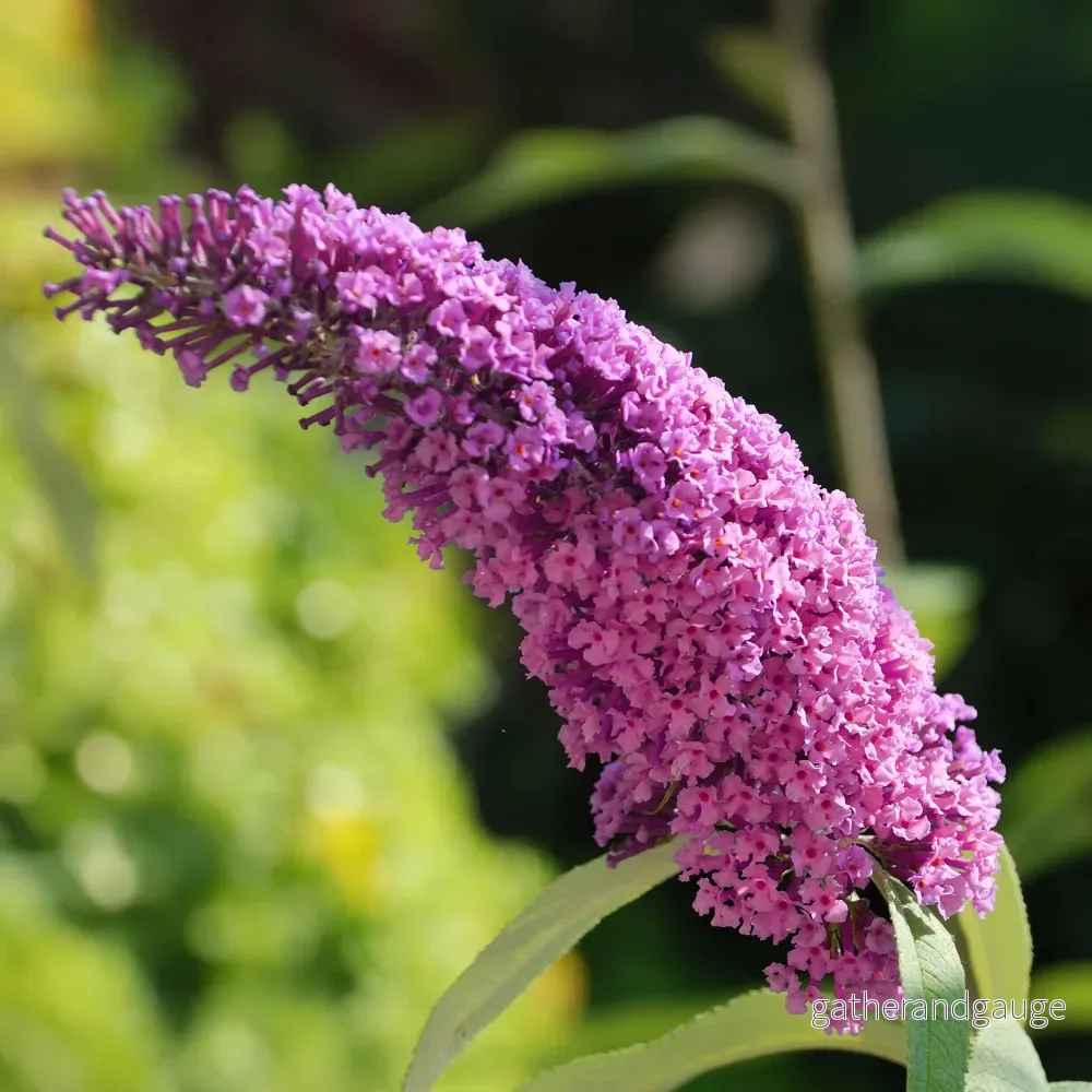 Fjärilsbuske (Buddleja davidii) 'Pink Delight' - Bild 3