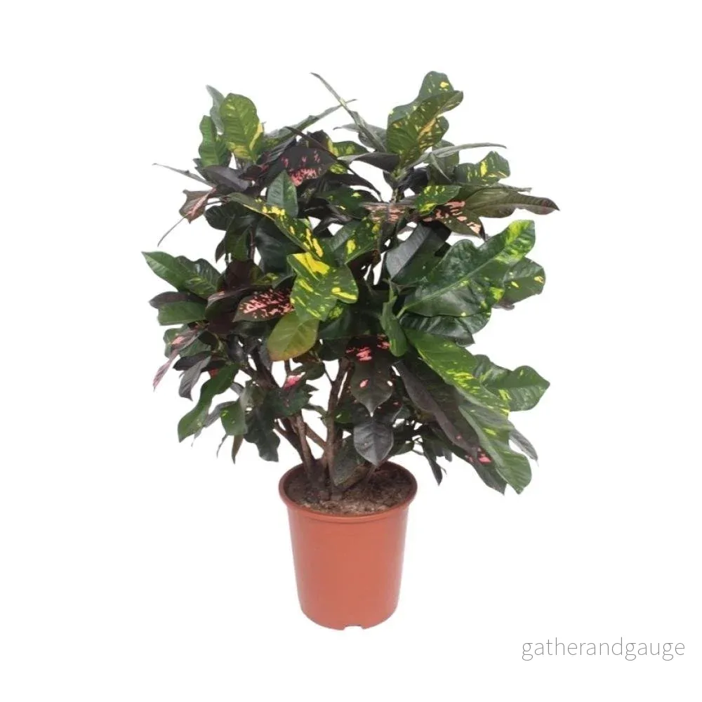 Codiaeum Magnificent Codiaeum Magnificent