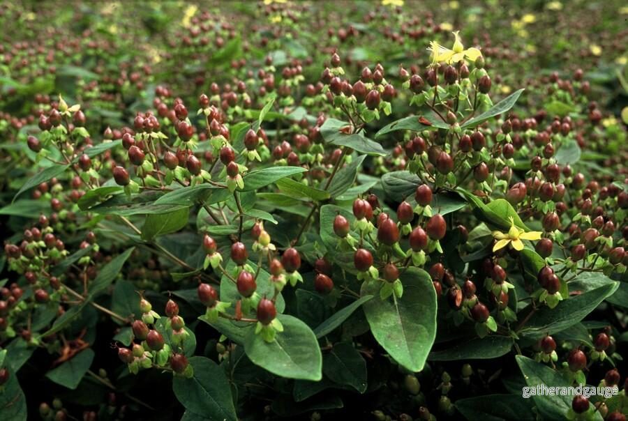 Luktlös Johannesört (Hypericum Inodorum) 'Inodorum'