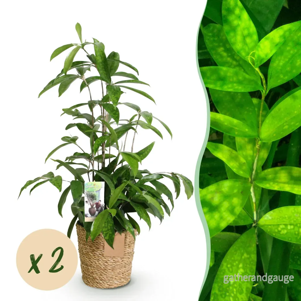 Dracaena surculosa – Set om 2 – Kruka 17 cm – Höjd 60-70 cm - Bild 2