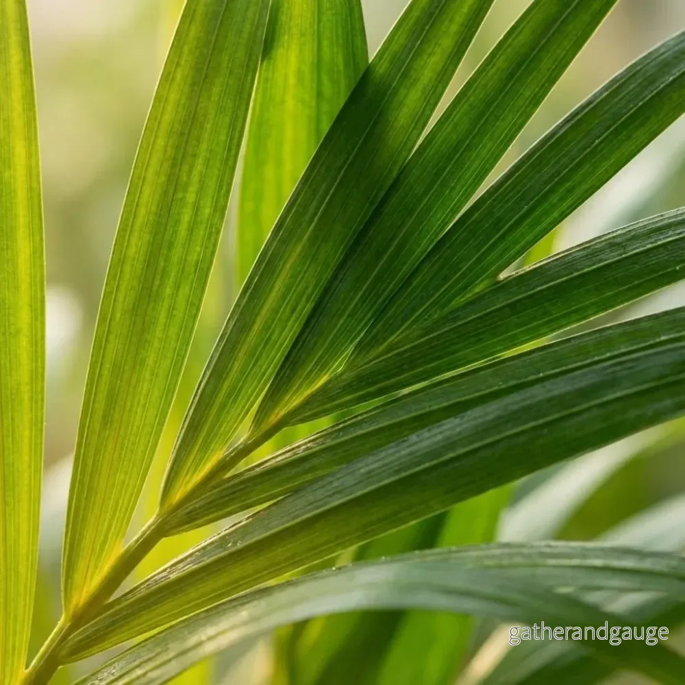 Areca Dypsis Lutescens - Bild 3