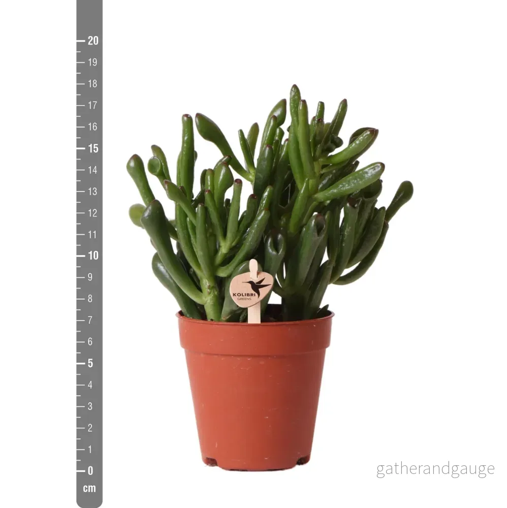 Crassula Hobbit h18cm - succulente - Bild 2