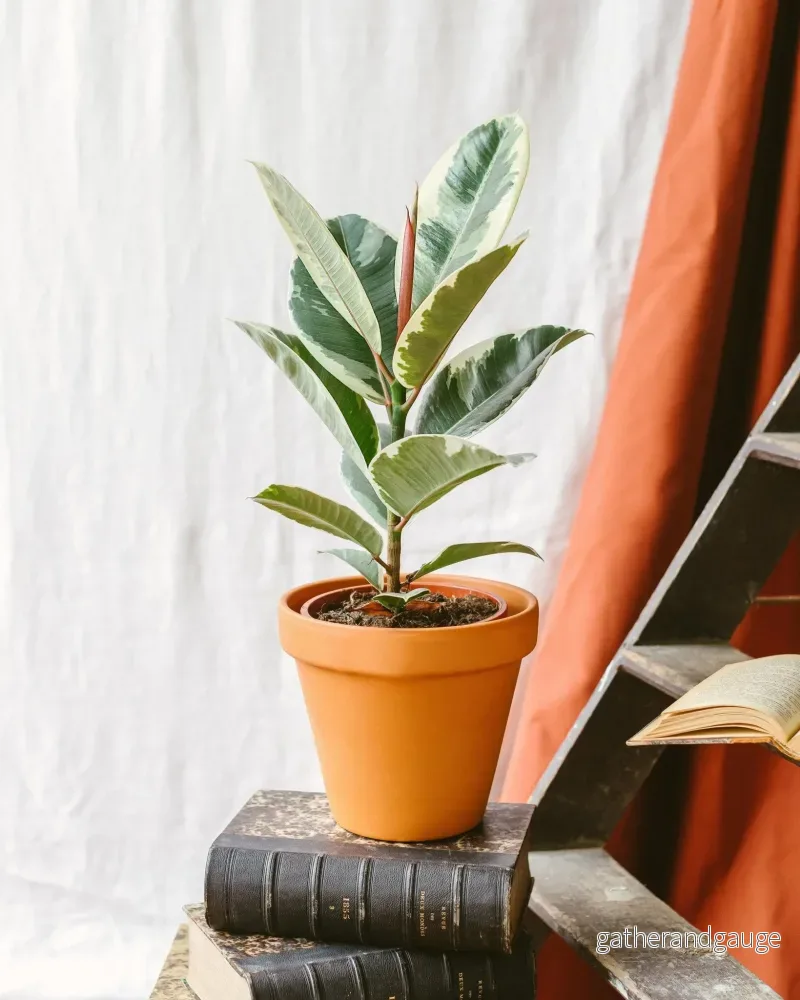 Ficus Elastica Tineke Ficus Elastica Tineke