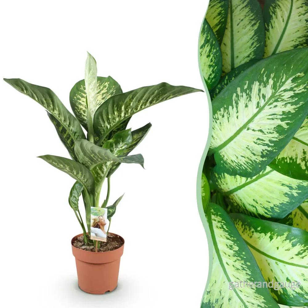 Dieffenbachia Tropic Snow - Bild 3