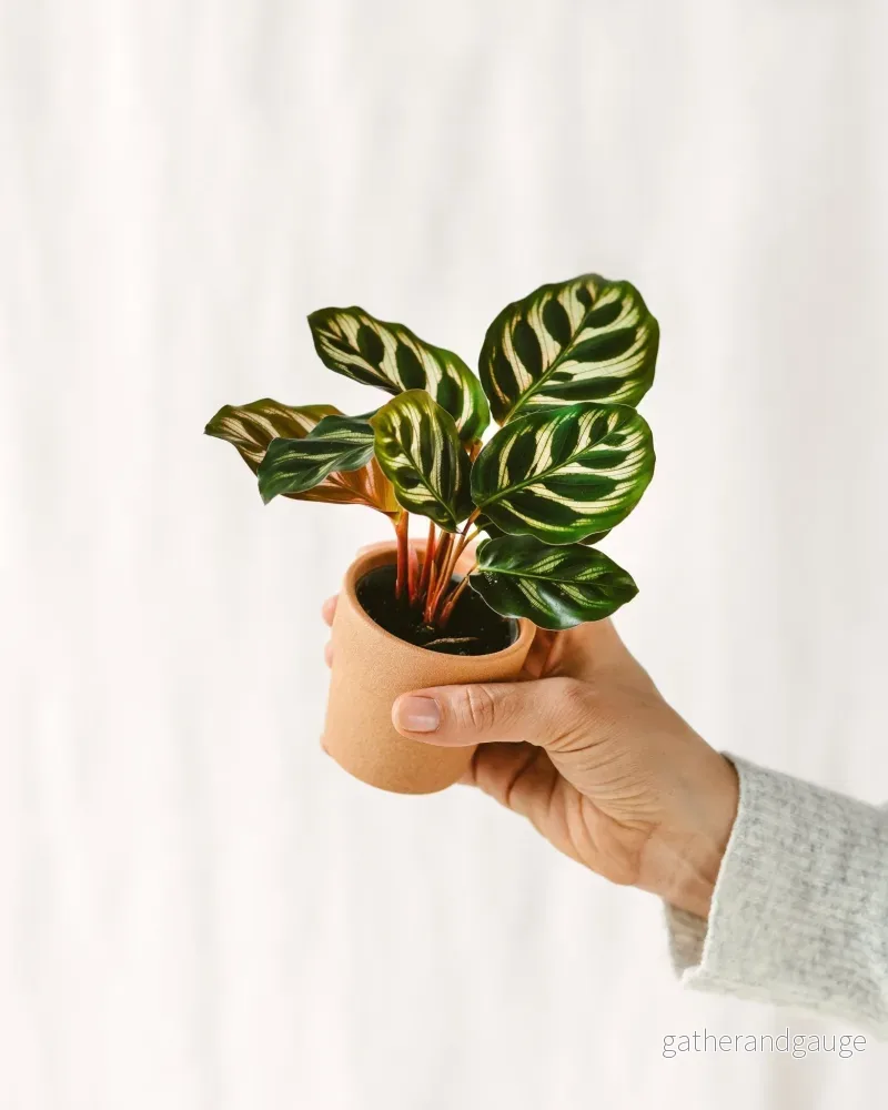Mini Calathea Makoyana Mini Calathea Makoyana