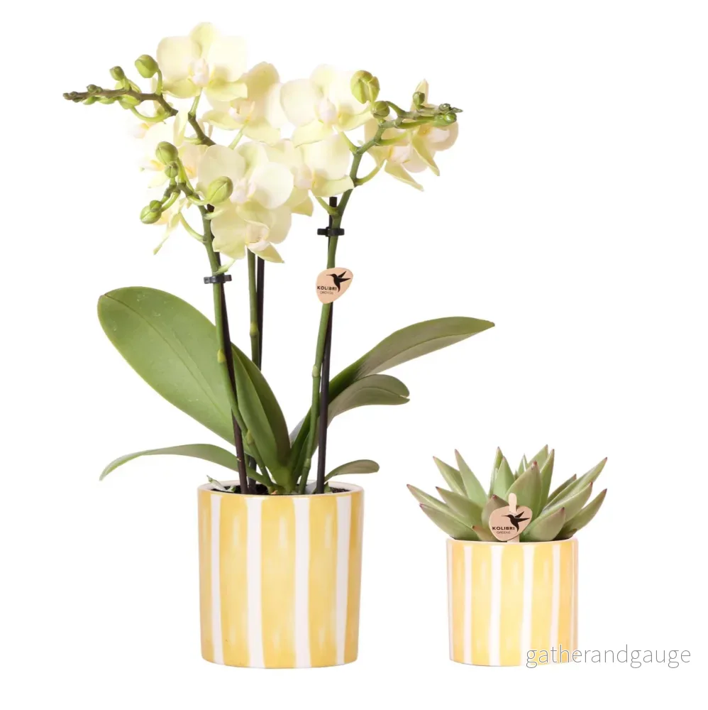 Phalaenopsis & Echeveria orkidé i dekorativ randig kruka - Bild 3