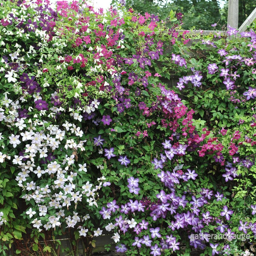 Clematis (Clematis) ’Rainbow’ Clematis (Clematis) ’Rainbow’