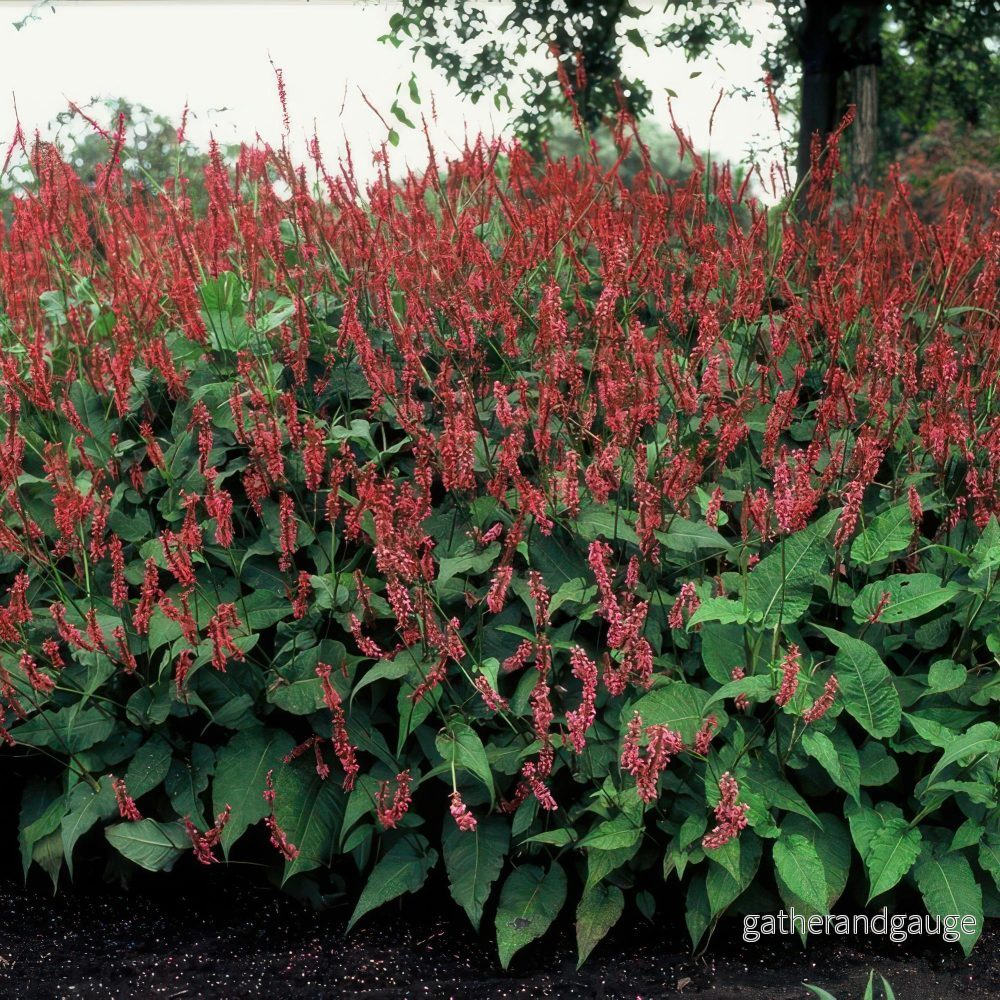 Knöterig Amplexicaulis (Persicaria amplexicaulis) 'Amplexicaulis' - Bild 3