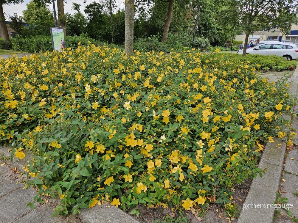 Johannesört (Hypericum) 'Hidcote' - Bild 3