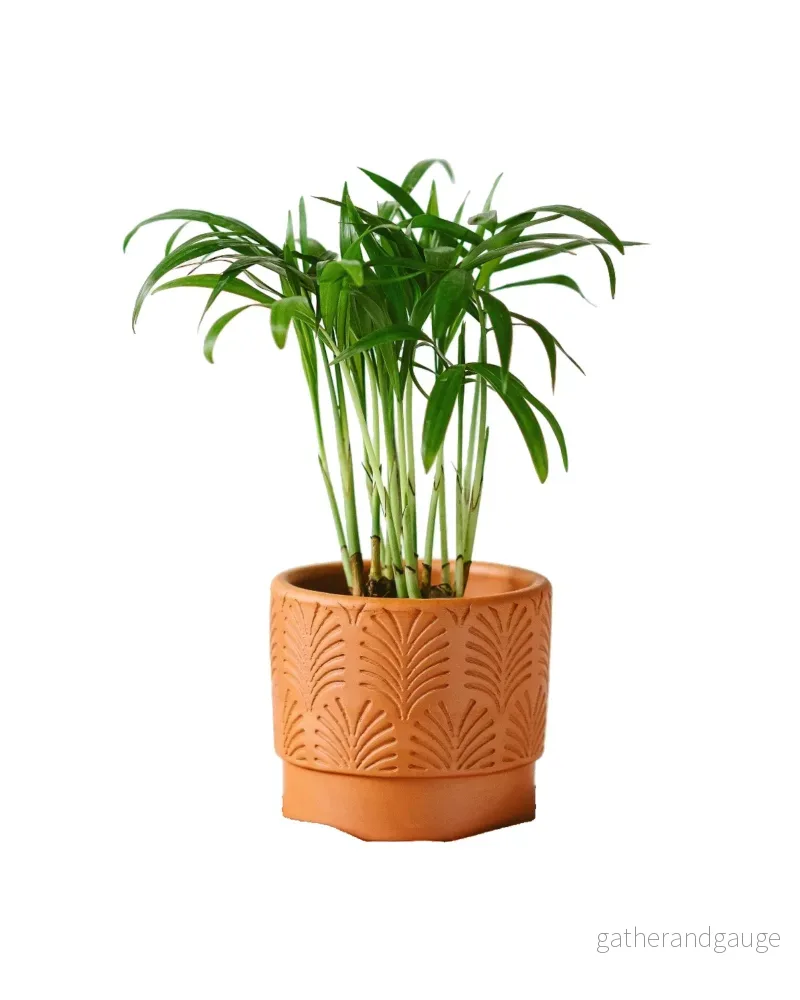 Liten Chamaedorea - Bild 2