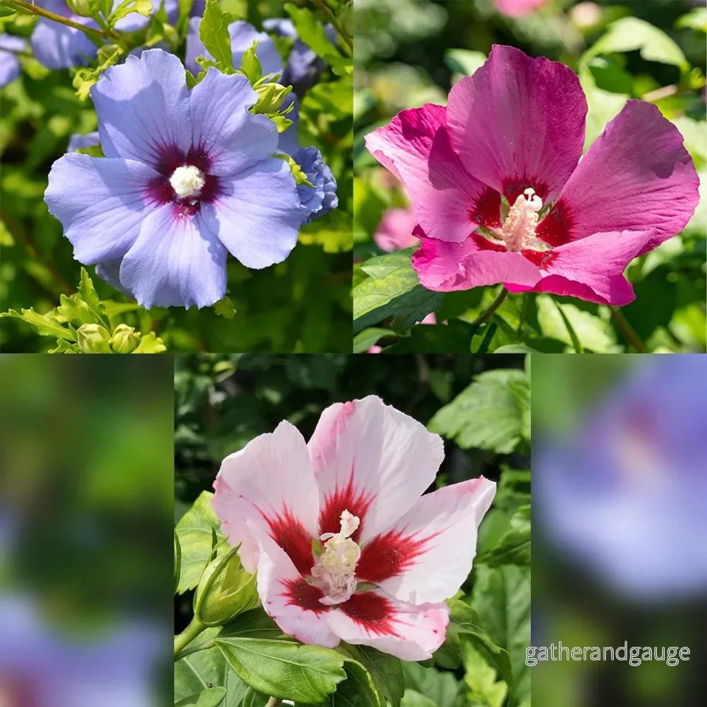 Althea (Hibiscus syriacus) ’Tricolour’