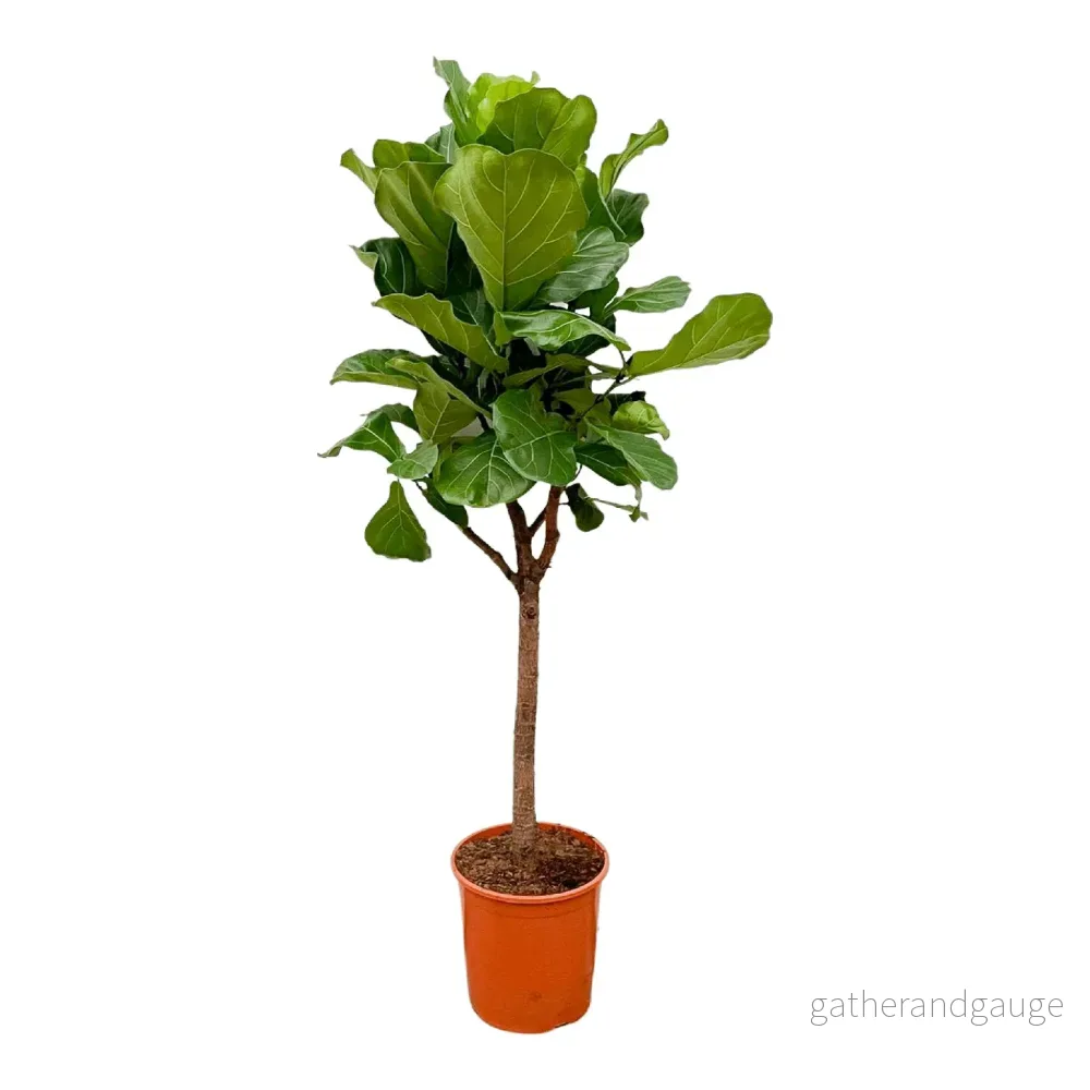 Ficus Lyrata bom – 180cm – ⌀30