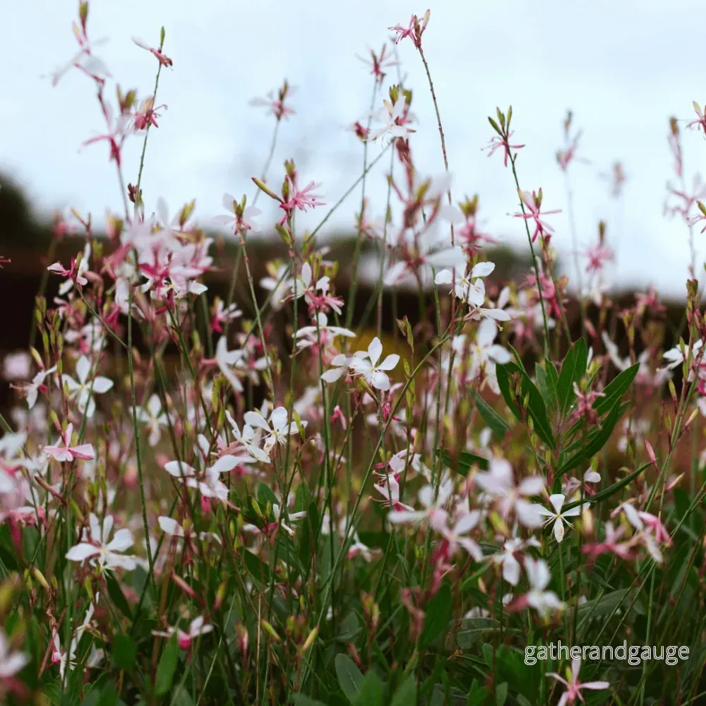 Gaura (Gaura lindheimeri) ’Siskiyou Pink’