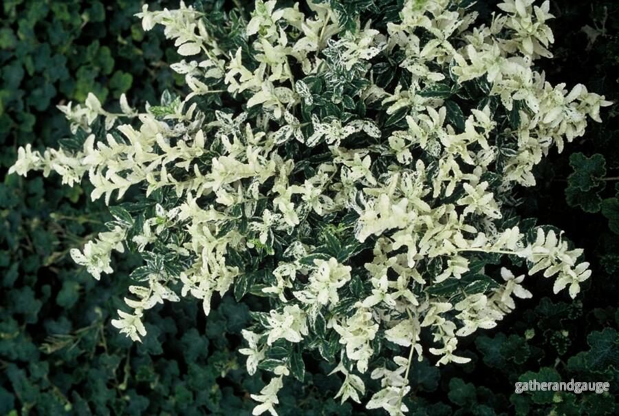 Fusain De Fortune (Euonymus fortunei) ’Harlequin’ – Färgglad Klätterväxt Fusain De Fortune (Euonymus fortunei) ’Harlequin’ – Färgglad Klätterväxt