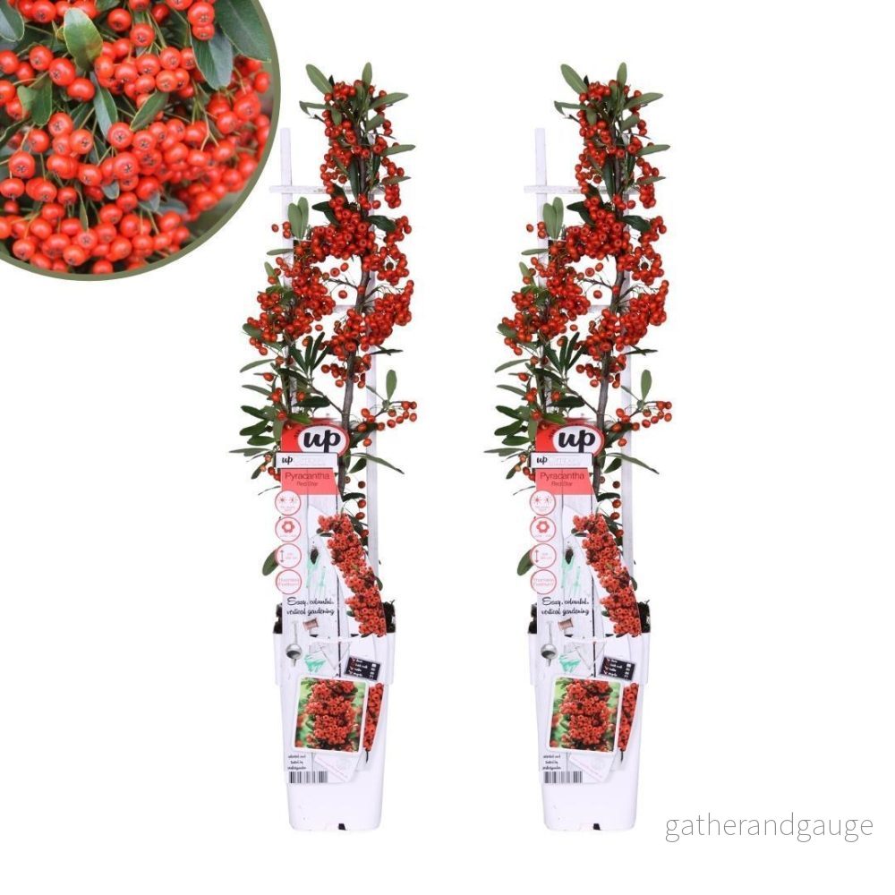2 x Pyracantha coccinea Red Star - Bild 2