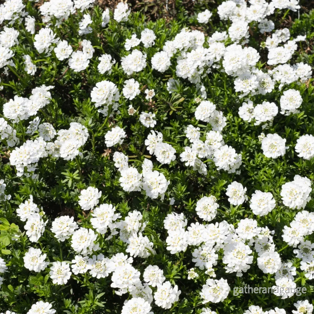 Corbeille D'Argent (Iberis Sempervirens) 'Schneeflocke' - Bild 3