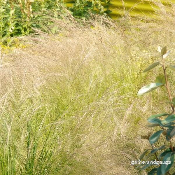Stipa Hårstipa (Stipa tenuissima) 'Ponytails' - Fint prydnadsgräs - Bild 3