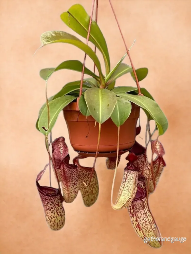 Nepenthes Monkey Jars Sam