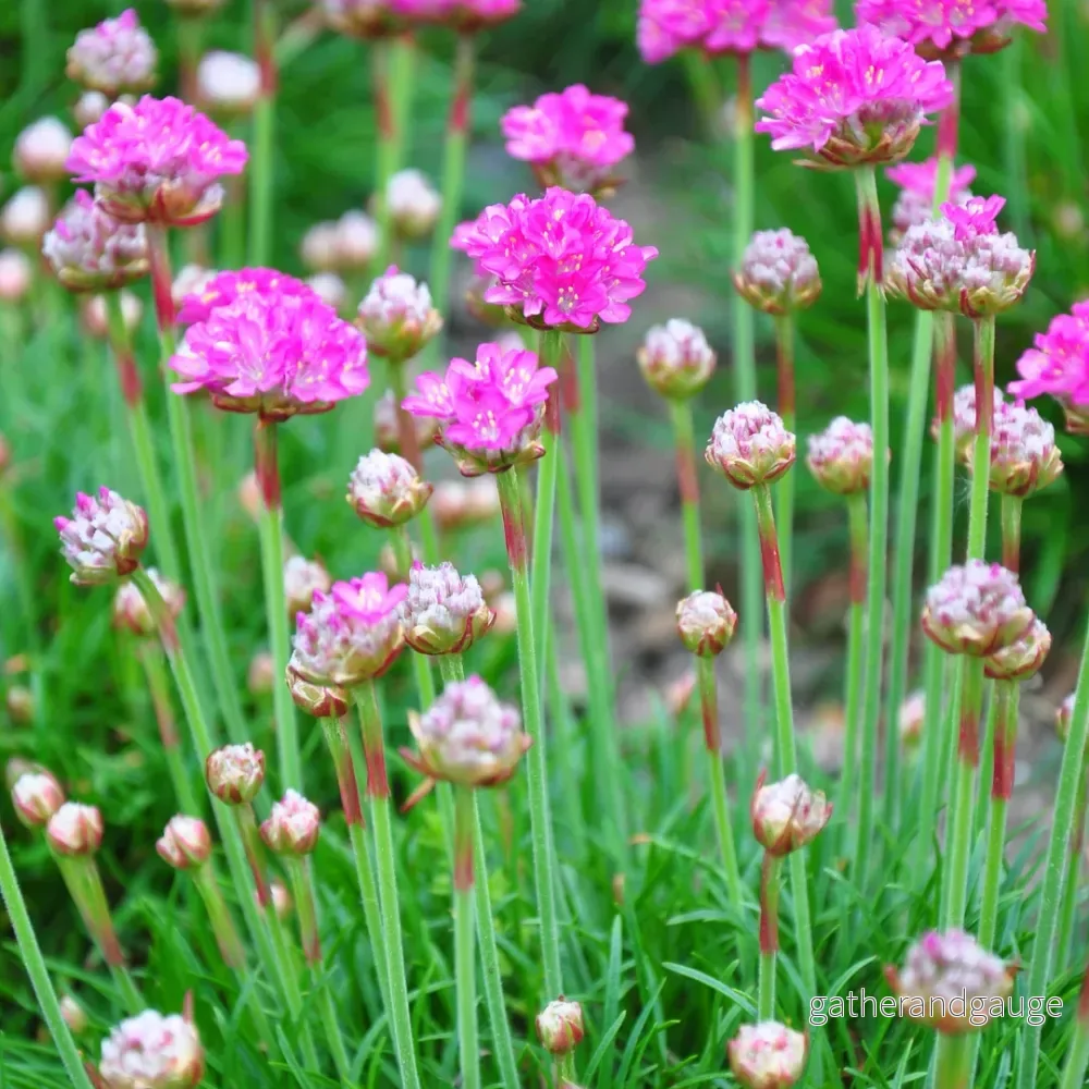 Spansk Gräs (Armeria Maritima) 'Splendens'