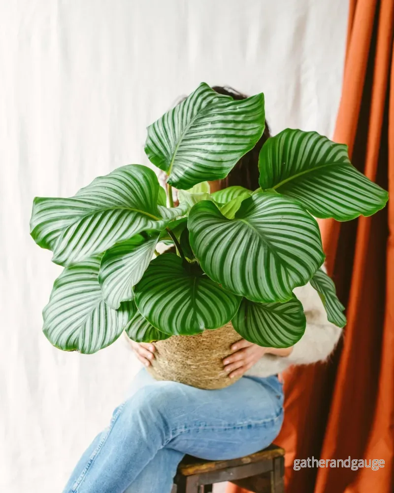 Calathea orbifolia Calathea orbifolia