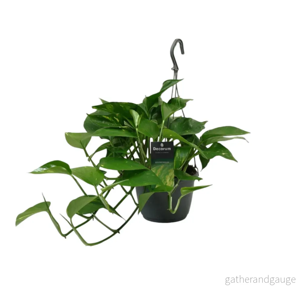 Scindapsus Epipremnum Scindapsus Epipremnum