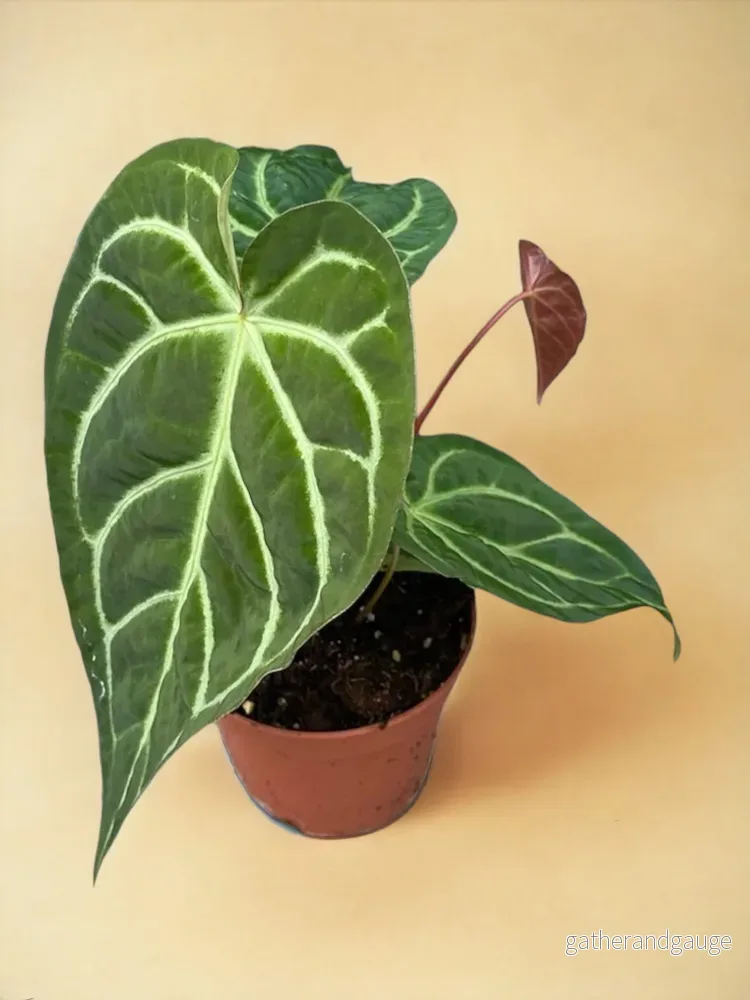 Anthurium Magnificum X Regale Anthurium Magnificum X Regale