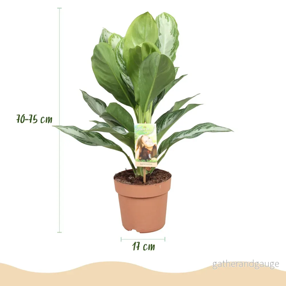 Aglaonema Silver Bay och korg - Bild 2