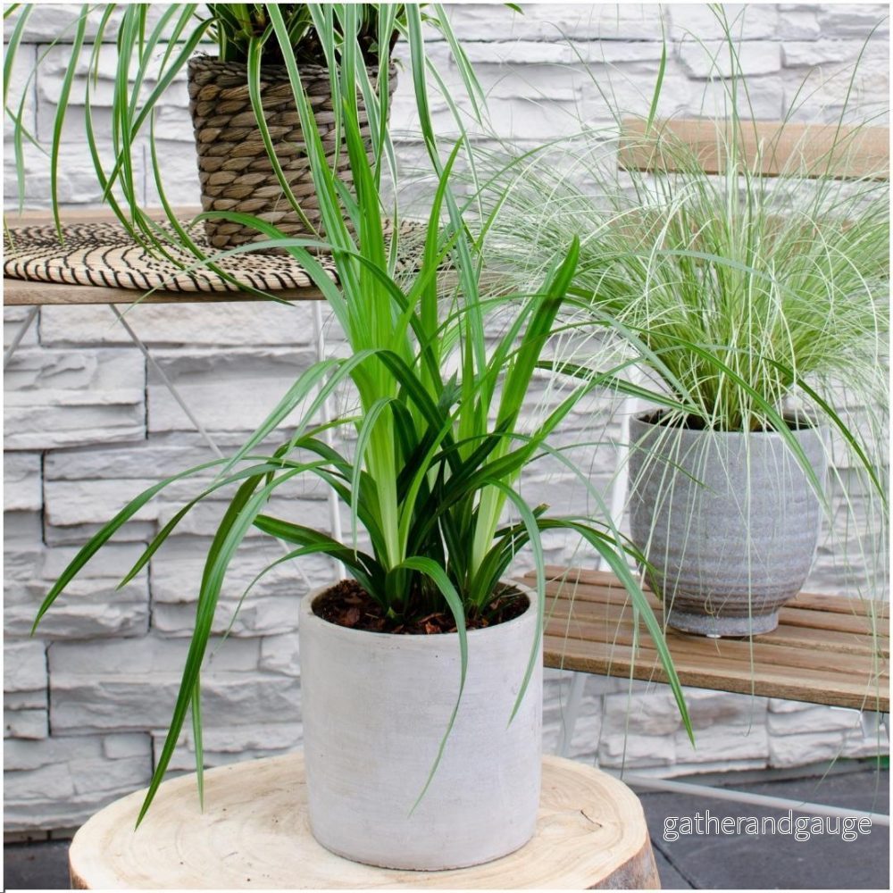 3 x Carex morrowii ’Irish Green’ 3 x Carex morrowii ’Irish Green’