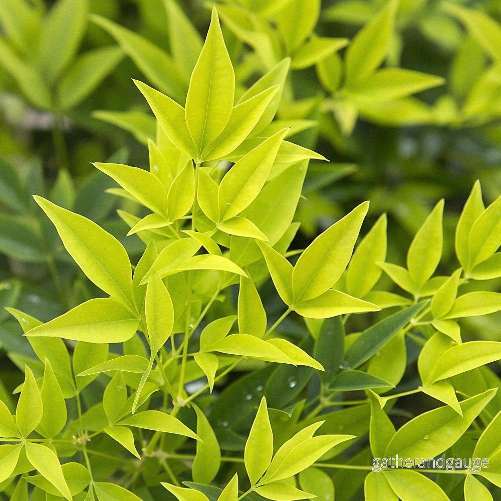 Heligt Bambu (Nandina Domestica) 'Lemon & Lime' - Bild 3
