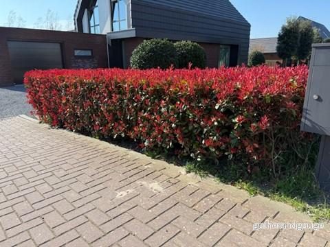 Photinia De Fraser (Photinia x fraseri) 'Carre Rouge' - Röd lönnarbuske för vacker häck - Bild 3