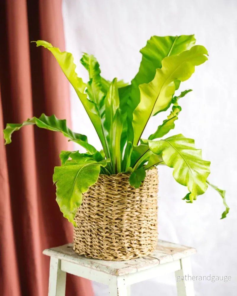 Ormbunke Asplenium Nidus