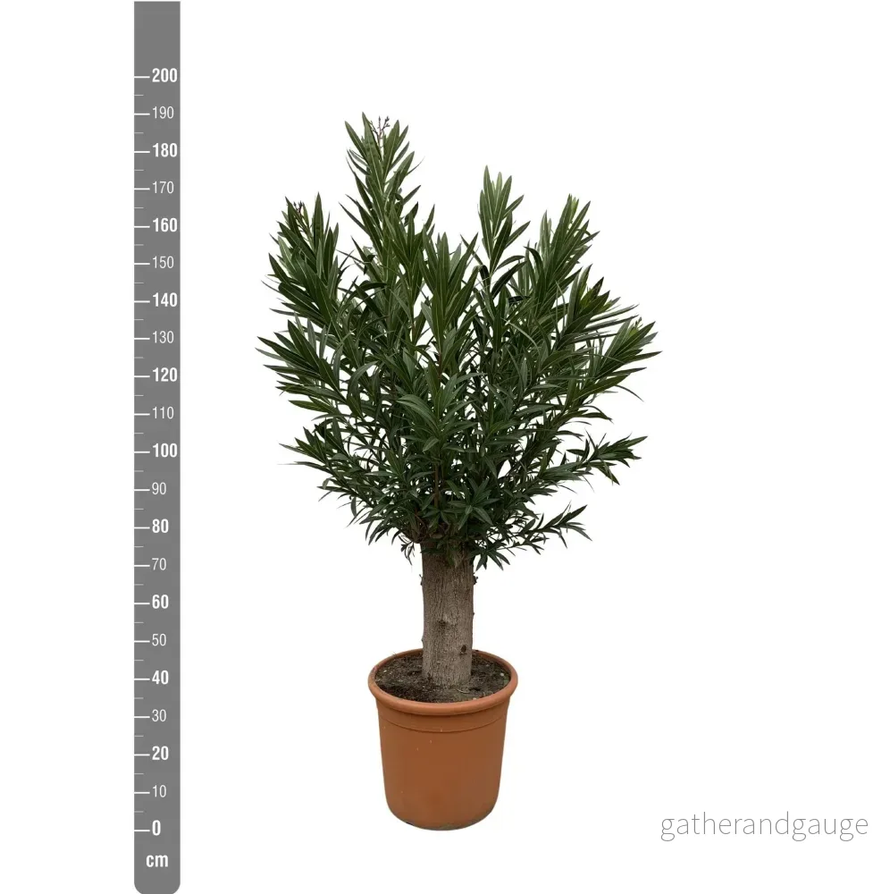 Nerium Oleander Bonsai - 190cm - ø45 - Bild 2
