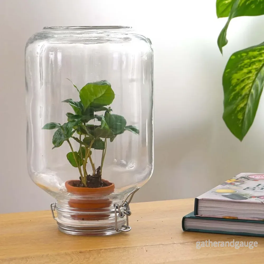 Easyplant – Babyplanta under glas Easyplant – Babyplanta under glas