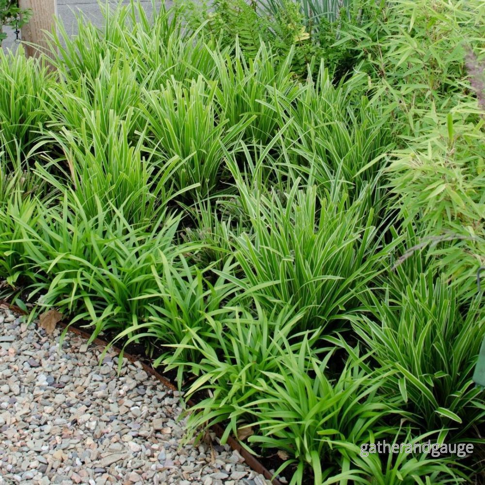 3 x Carex morrowii 'Ice Dance' - Bild 3