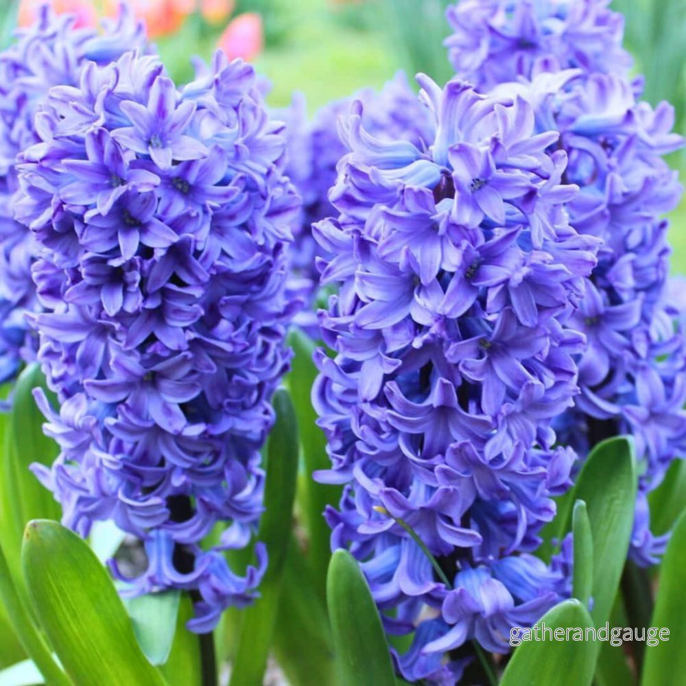 Hyacinte - 30 lökar för 1 m² majestätiska blommor - Bild 2