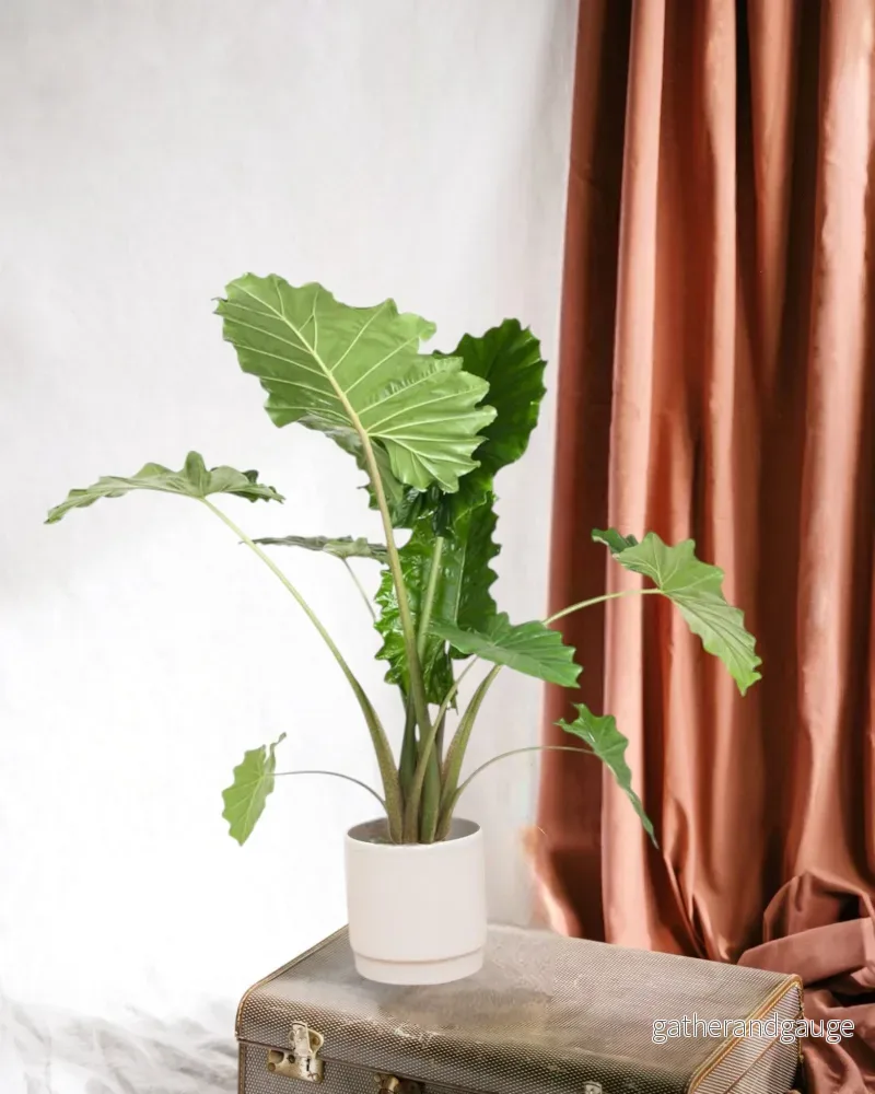 Alocasia Portodora Alocasia Portodora
