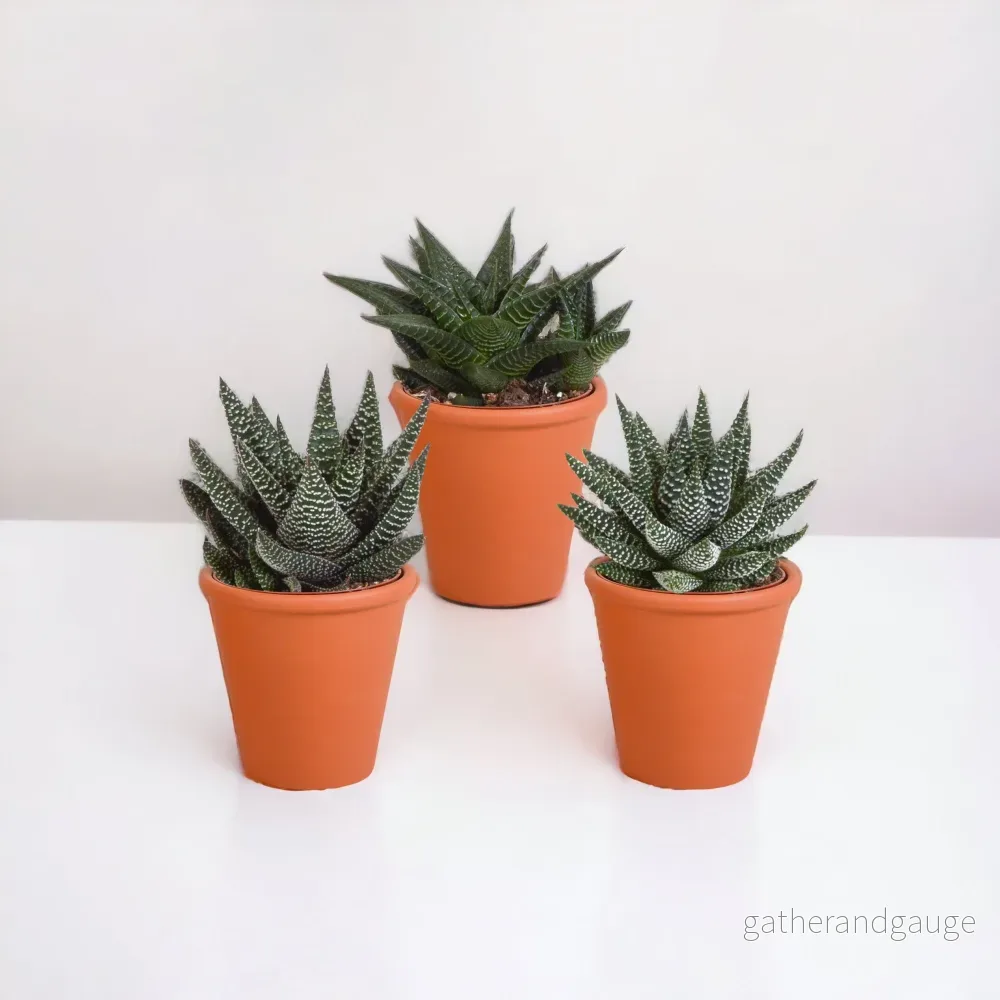 Gasteriabox, Haworthia och dess terrakottaplanteringskärl – Set med 3 plantor, h18cm