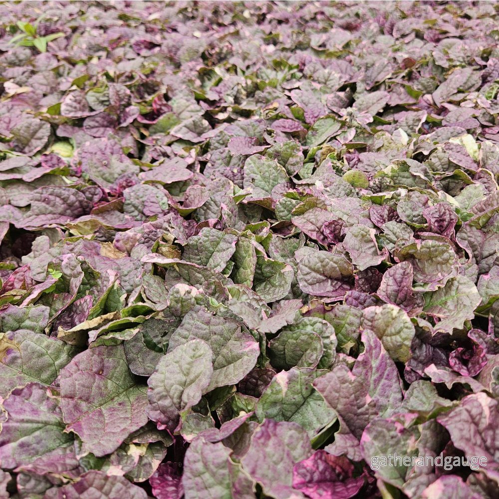 Krälande Ögonblick (Ajuga reptans) 'Burgundy Glow' - Vackra Trädgårdsväxter