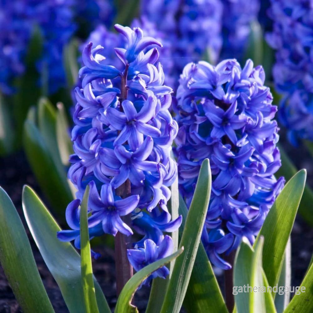 Hyacinth 'Delft Blue' - 10 lökar - Storlek 14/15 - Bild 3