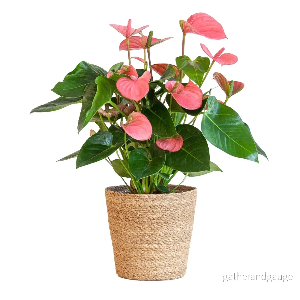 Anthurium Rose och dess kruka - Bild 2