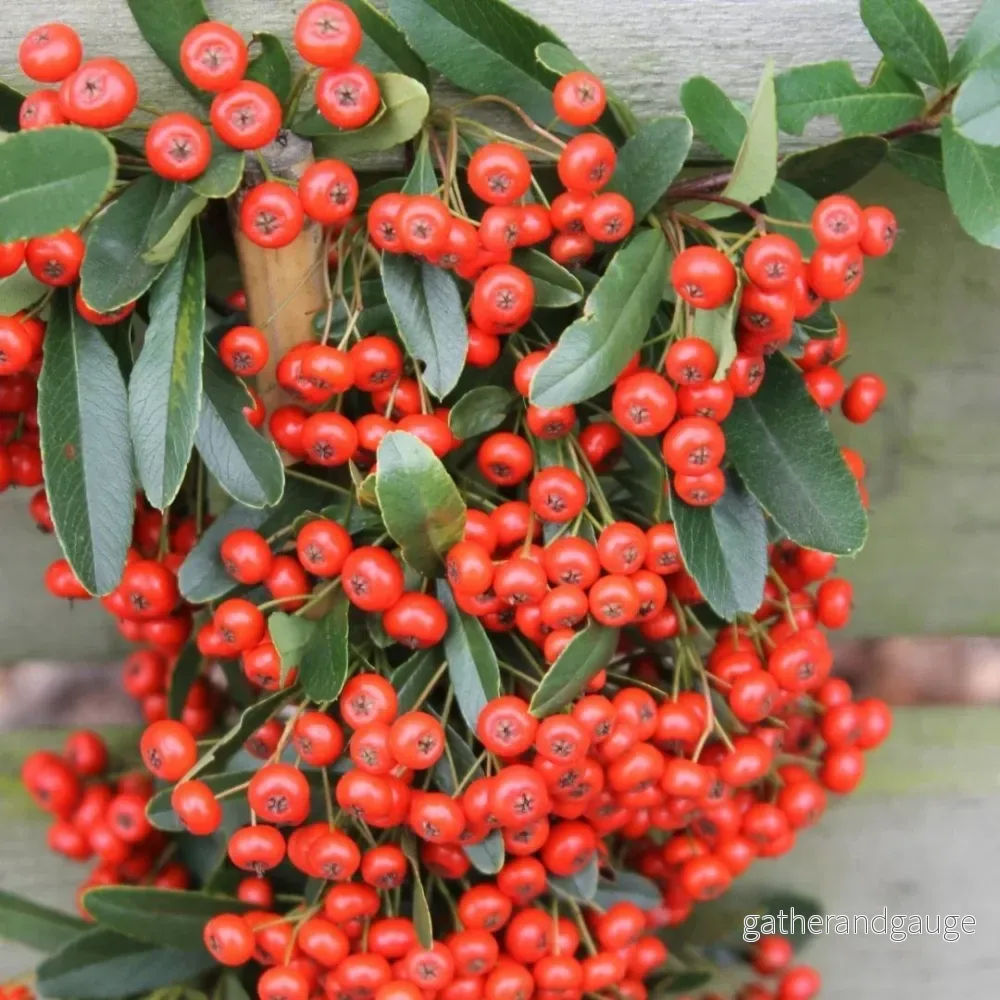 2 x Pyracantha coccinea Red Star 2 x Pyracantha coccinea Red Star