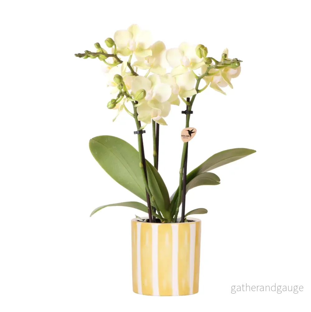 Gul Phalaenopsis orkidé och dess kruka - Bild 2