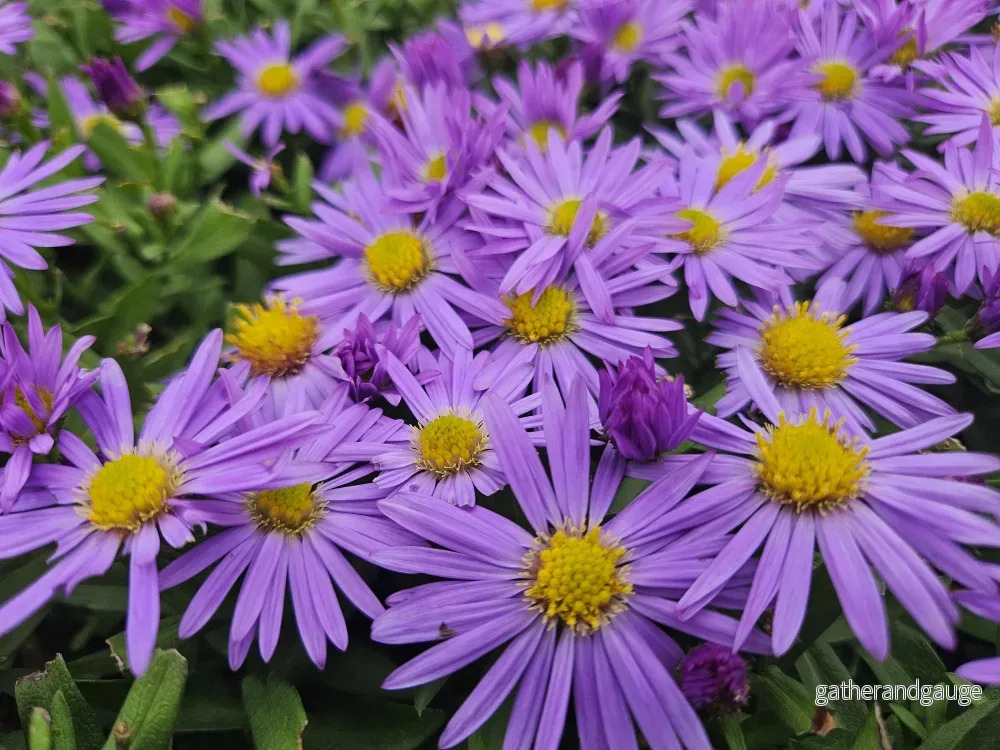 Höstaster Dvärgform (Aster dumosus) 'Prof. Anton Kippenberg'