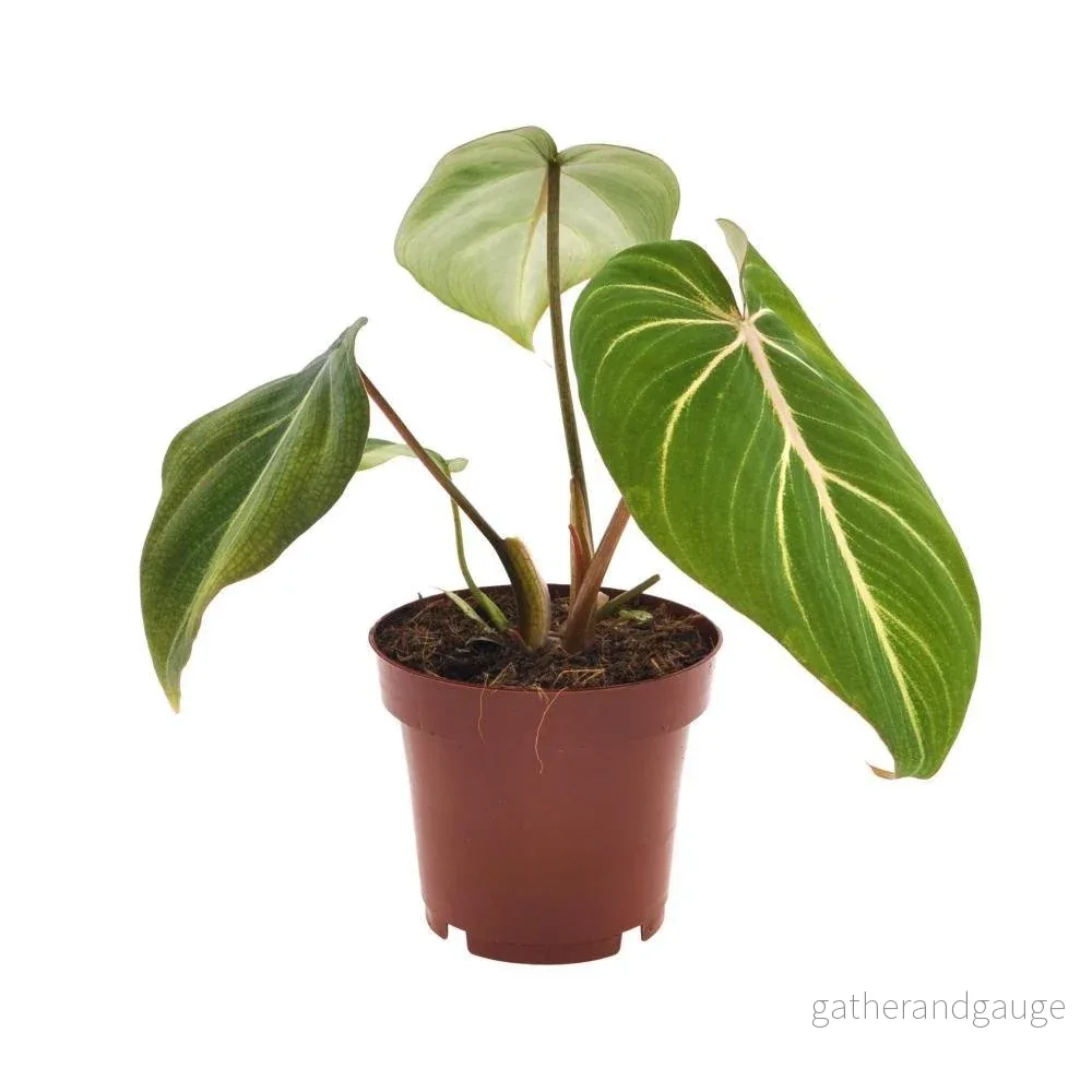 Philodendron Selloum Atom - Bild 2