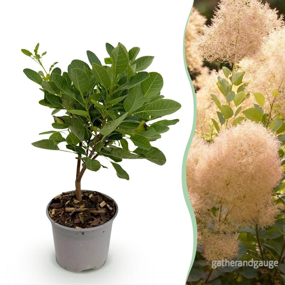 Perukträd (Cotinus Coggygria) 'Young Lady' - Bild 2