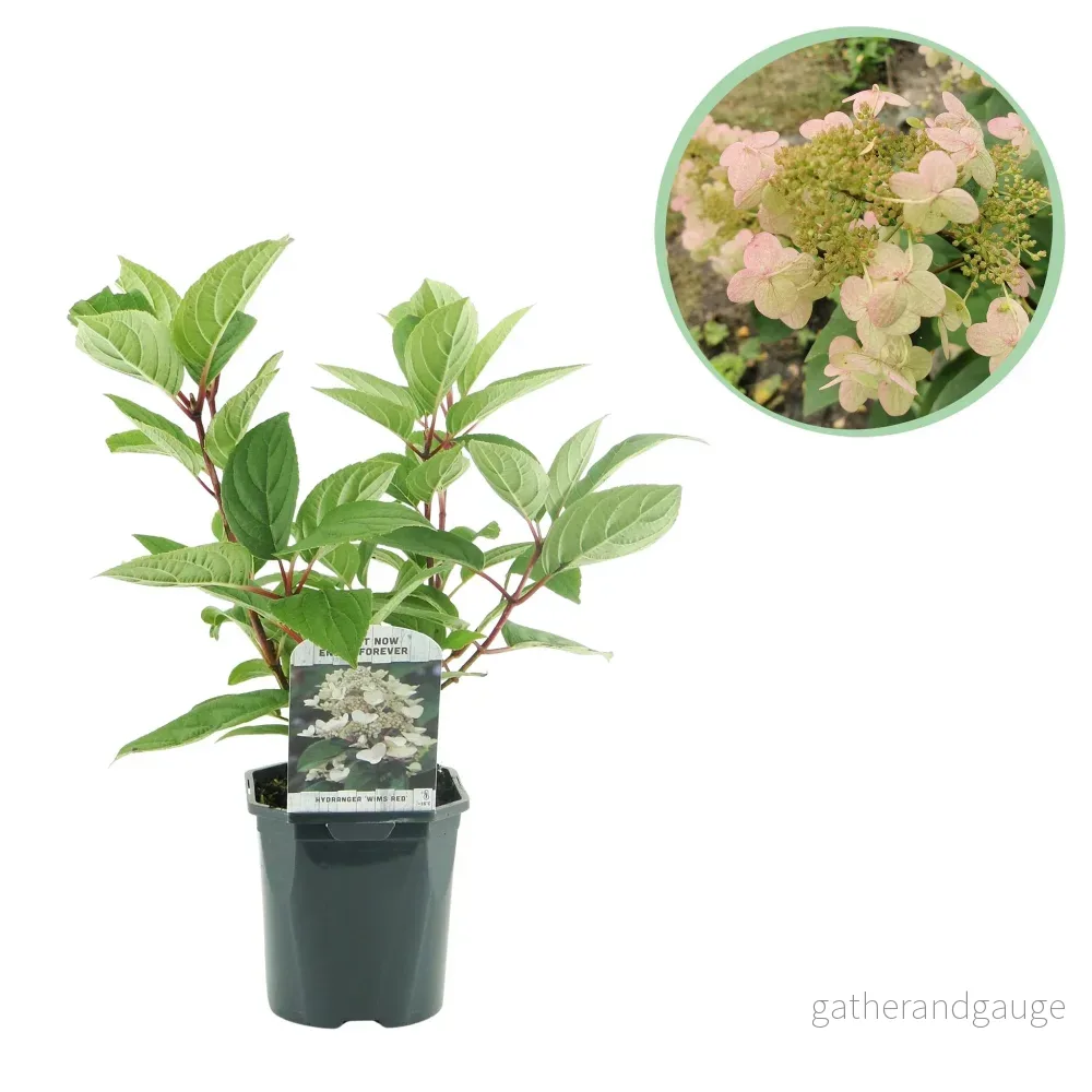 Hortensia Paniculata (Hydrangea Paniculata) 'Wims Red' - Bild 2