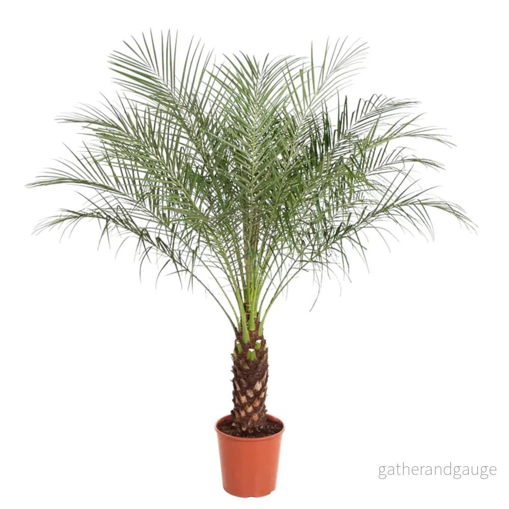 Phoenix Roebelenii - Bild 3